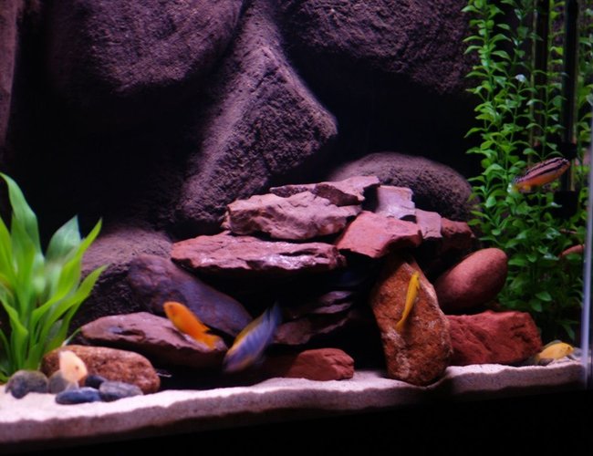 freshwater fish - pseudotropheus estherae - red zebra cichlid stocking in 55 gallons tank - African Cichlids, 55 Gallon freshwater fish - pseudotropheus estherae - red zebra cichlid stocking in 55 gallons tank - African Cichlids, 55 Gallon