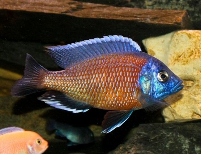 freshwater fish - copadichromis borleyi - red fin kadango stocking in 80 gallons tank - Copadichromis Borleyi - Red Fin Kadango freshwater fish - copadichromis borleyi - red fin kadango stocking in 80 gallons tank - Copadichromis Borleyi - Red Fin Kadango