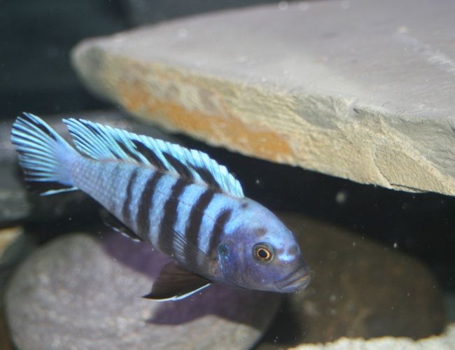 freshwater fish - cynotilapia afra - afra cichlid stocking in 55 gallons tank - zebra mbuna freshwater fish - cynotilapia afra - afra cichlid stocking in 55 gallons tank - zebra mbuna