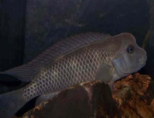 freshwater fish - ictiobus cyprinellus - bigmouth buffalo stocking in 55 gallons tank - my buffalo fish who is a real character freshwater fish - ictiobus cyprinellus - bigmouth buffalo stocking in 55 gallons tank - my buffalo fish who is a real character