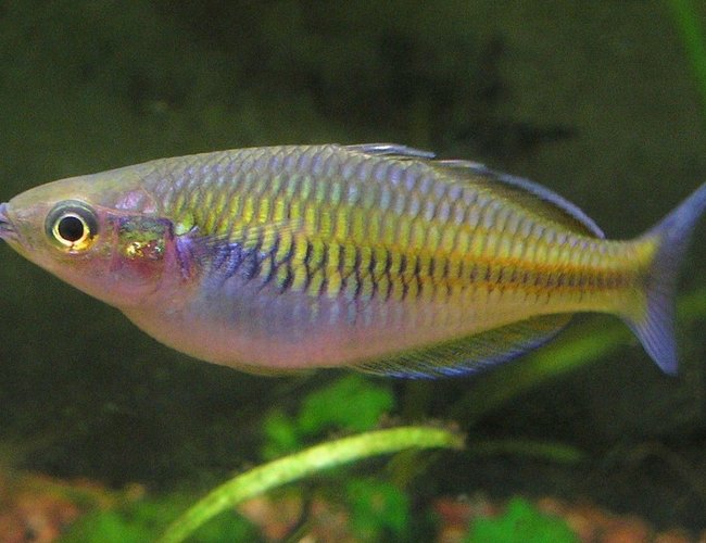 freshwater fish - melanotaenia boesemani - boesemani rainbow stocking in 29 gallons tank - Melanotaenia boesmani, female. Her color varies depending on if she is being pursued by the males. freshwater fish - melanotaenia boesemani - boesemani rainbow stocking in 29 gallons tank - Melanotaenia boesmani, female. Her color varies depending on if she is being pursued by the males.
