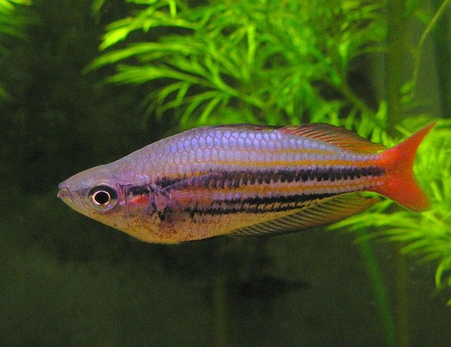 freshwater fish - melanotaenia splendida - australian rainbow stocking in 29 gallons tank - Melanotaenia Australis - Western Rainbowfish - male. freshwater fish - melanotaenia splendida - australian rainbow stocking in 29 gallons tank - Melanotaenia Australis - Western Rainbowfish - male.