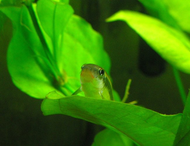 freshwater fish - crossocheilus siamensis - siamese algae eater stocking in 29 gallons tank - Flying fox, resting on leaf. freshwater fish - crossocheilus siamensis - siamese algae eater stocking in 29 gallons tank - Flying fox, resting on leaf.