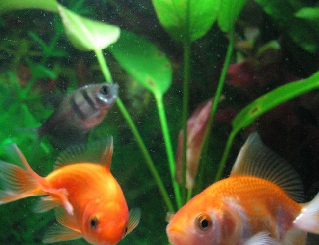 freshwater fish - gymnocorymbus sp. - black skirt tetra stocking in 5 gallons tank - Mommy and baby Goldy... freshwater fish - gymnocorymbus sp. - black skirt tetra stocking in 5 gallons tank - Mommy and baby Goldy...