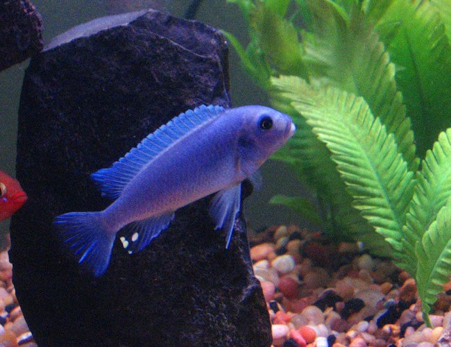 freshwater fish - maylandia callainos - blue cobalt cichlid stocking in 55 gallons tank - Cobalt Blue Cichlid freshwater fish - maylandia callainos - blue cobalt cichlid stocking in 55 gallons tank - Cobalt Blue Cichlid