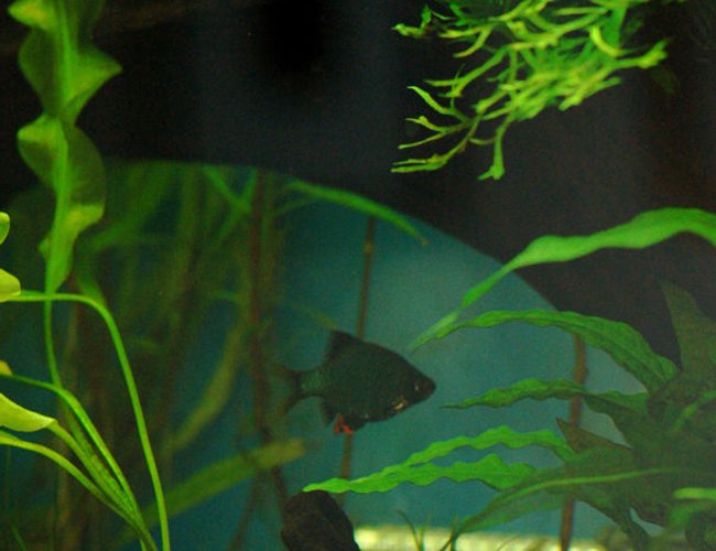 freshwater fish - puntius tetrazona - green tiger barb stocking in 37 gallons tank - The lair freshwater fish - puntius tetrazona - green tiger barb stocking in 37 gallons tank - The lair