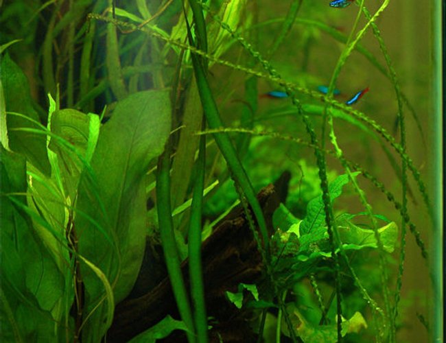 freshwater fish - paracheirodon innesi - neon tetra jumbo stocking in 37 gallons tank - Side view freshwater fish - paracheirodon innesi - neon tetra jumbo stocking in 37 gallons tank - Side view