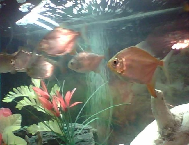 freshwater fish - metynnis argenteus - silver dollar stocking in 55 gallons tank - these are my silver dollars and 1 redhook freshwater fish - metynnis argenteus - silver dollar stocking in 55 gallons tank - these are my silver dollars and 1 redhook