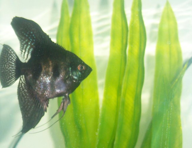 freshwater fish - pterophyllum sp. - black angel stocking in 55 gallons tank - black angelfish freshwater fish - pterophyllum sp. - black angel stocking in 55 gallons tank - black angelfish