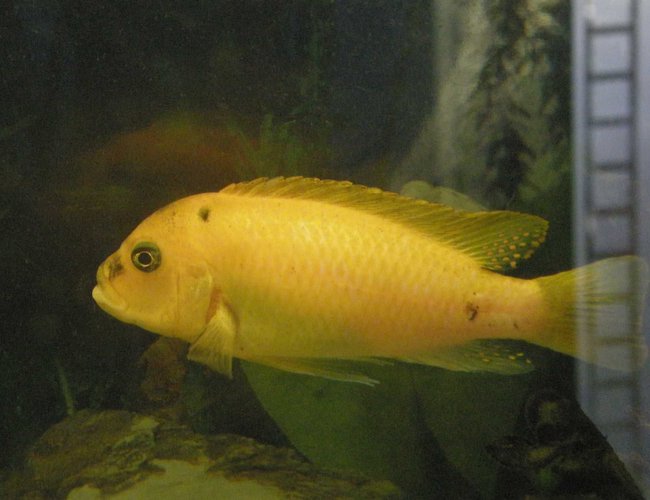 freshwater fish - aulonocara sp. - yellow peacock cichlid stocking in 78 gallons tank - Yellow peacock freshwater fish - aulonocara sp. - yellow peacock cichlid stocking in 78 gallons tank - Yellow peacock