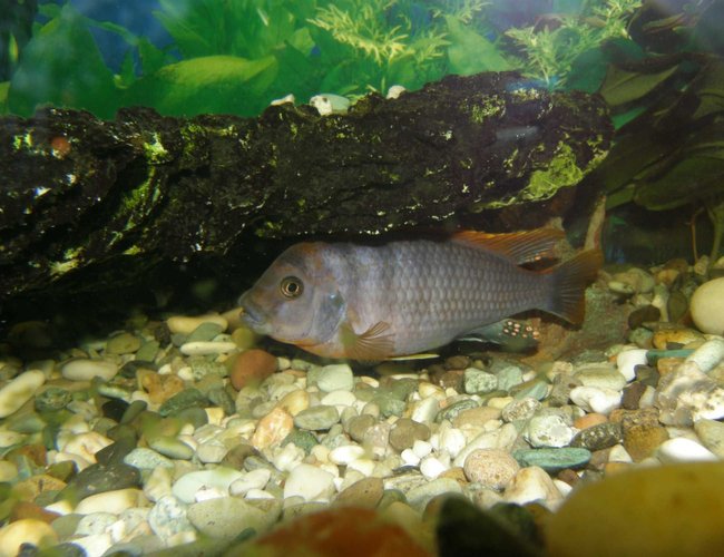 freshwater fish - pelvicachromis pulcher - kribensis cichlid stocking in 78 gallons tank - purple peacock (I think please leave any coments if you know any other names for it) freshwater fish - pelvicachromis pulcher - kribensis cichlid stocking in 78 gallons tank - purple peacock (I think please leave any coments if you know any other names for it)