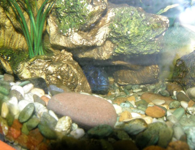 freshwater fish - sciaenochromis fryeri - electric blue hap stocking in 78 gallons tank - electric blue hiding (or trying to) freshwater fish - sciaenochromis fryeri - electric blue hap stocking in 78 gallons tank - electric blue hiding (or trying to)