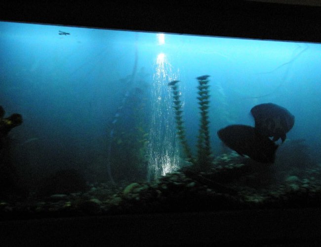 freshwater fish - astronotus ocellatus - tiger oscar stocking in 78 gallons tank - oscars in black light freshwater fish - astronotus ocellatus - tiger oscar stocking in 78 gallons tank - oscars in black light