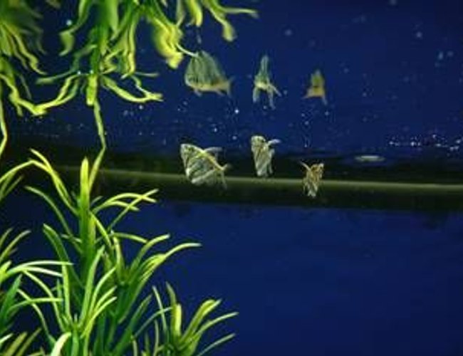 freshwater fish - carnegiella strigata - marble hatchet stocking in 180 gallons tank - these r may hatchis this is the best pic i tock freshwater fish - carnegiella strigata - marble hatchet stocking in 180 gallons tank - these r may hatchis this is the best pic i tock