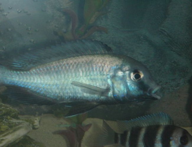 freshwater fish - cyrtocara moorii - blue dolphin cichlid stocking in 55 gallons tank - Mr. moorii freshwater fish - cyrtocara moorii - blue dolphin cichlid stocking in 55 gallons tank - Mr. moorii