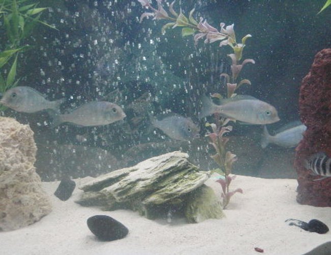 freshwater fish - cyrtocara moorii - blue dolphin cichlid stocking in 55 gallons tank - group photo. C.Moorii freshwater fish - cyrtocara moorii - blue dolphin cichlid stocking in 55 gallons tank - group photo. C.Moorii