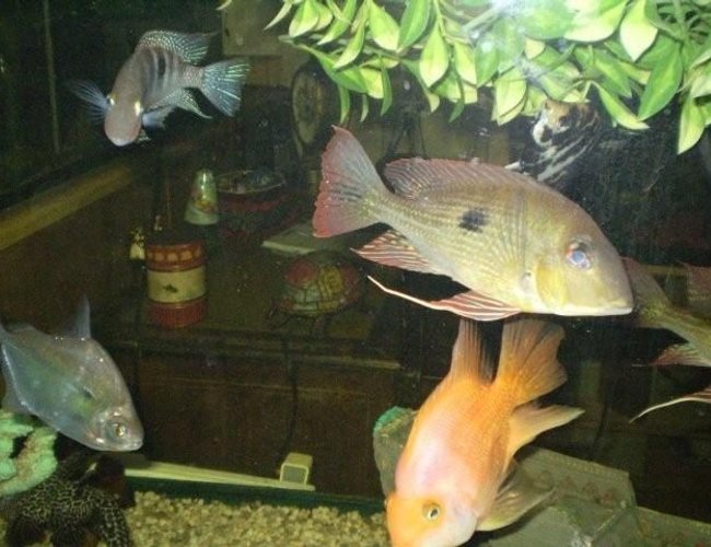 freshwater fish - geophagus dicrozoster - monster fish stocking in 55 gallons tank - a flock lol of fish freshwater fish - geophagus dicrozoster - monster fish stocking in 55 gallons tank - a flock lol of fish