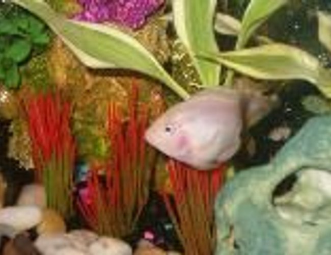 freshwater fish - hoplarchus psittacus - parrot cichlid stocking in 30 gallons tank - Parrot Fish freshwater fish - hoplarchus psittacus - parrot cichlid stocking in 30 gallons tank - Parrot Fish