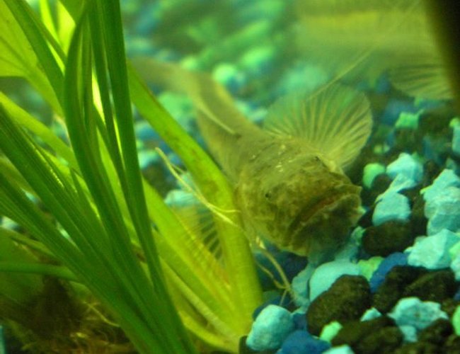freshwater fish - gobioides broussonnetii - prehistoric dragon goby stocking in 55 gallons tank - This is Mushu, one of my Dragon Gobies. He is very active and likes role playing a vacum when worms are given. He has been known to grab my frog, Skipper, by the leg and thrash him about. I believe he mistakes his leg for a worm. Mushu is 9" and growing. freshwater fish - gobioides broussonnetii - prehistoric dragon goby stocking in 55 gallons tank - This is Mushu, one of my Dragon Gobies. He is very active and likes role playing a vacum when worms are given. He has been known to grab my frog, Skipper, by the leg and thrash him about. I believe he mistakes his leg for a worm. Mushu is 9" and growing.