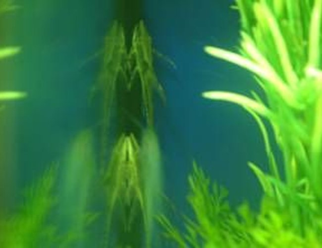 freshwater fish - rineloricaria fallax - whiptail pleco stocking in 180 gallons tank - this is my wiptail freshwater fish - rineloricaria fallax - whiptail pleco stocking in 180 gallons tank - this is my wiptail