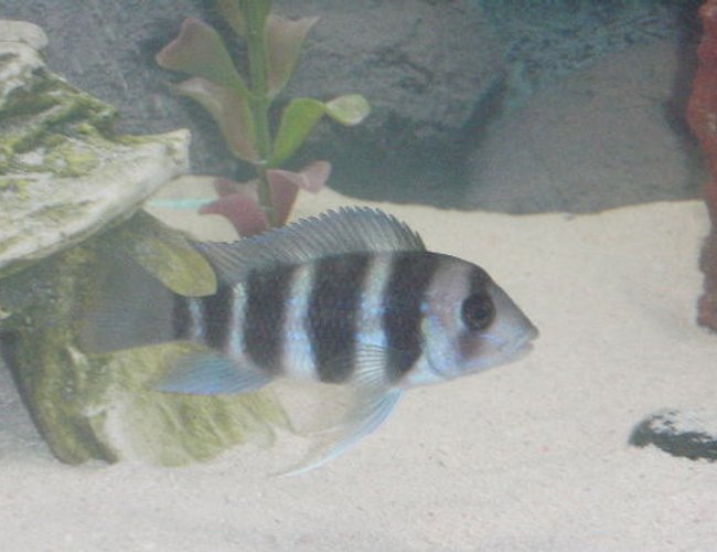 freshwater fish - cyphotilapia frontosa - frontosa cichlid stocking in 55 gallons tank - strutting his stuff 3" frontosa freshwater fish - cyphotilapia frontosa - frontosa cichlid stocking in 55 gallons tank - strutting his stuff 3" frontosa