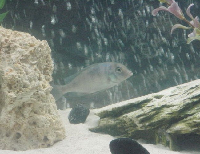freshwater fish - cyrtocara moorii - blue dolphin cichlid stocking in 55 gallons tank - likes playing in the bubbles freshwater fish - cyrtocara moorii - blue dolphin cichlid stocking in 55 gallons tank - likes playing in the bubbles