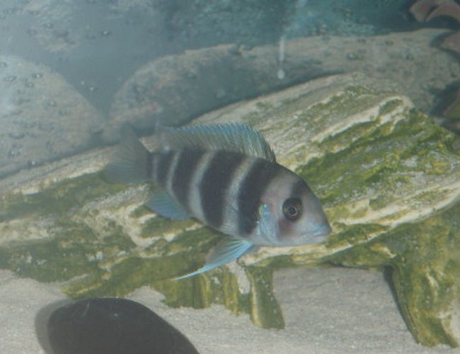 freshwater fish - cyphotilapia frontosa - frontosa cichlid stocking in 55 gallons tank - the fronz freshwater fish - cyphotilapia frontosa - frontosa cichlid stocking in 55 gallons tank - the fronz