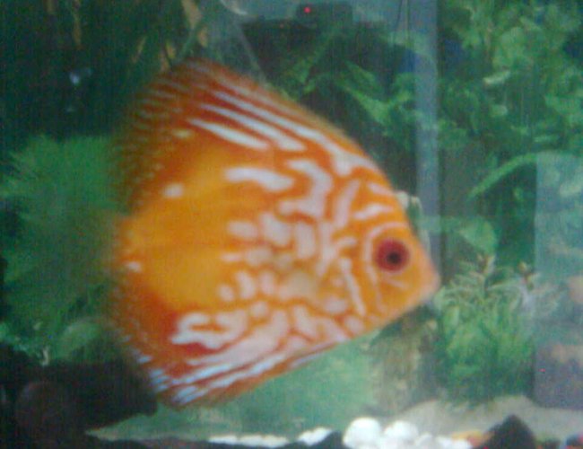freshwater fish - symphysodon sp. - spider discus stocking in 70 gallons tank - the spider discus... freshwater fish - symphysodon sp. - spider discus stocking in 70 gallons tank - the spider discus...