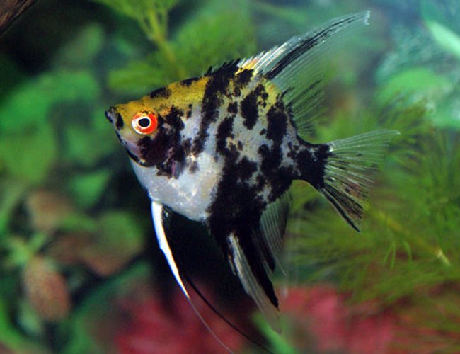 freshwater fish - pterophyllum sp. - koi angel stocking in 130 gallons tank - A nice little angel I bought from the local fish store. freshwater fish - pterophyllum sp. - koi angel stocking in 130 gallons tank - A nice little angel I bought from the local fish store.