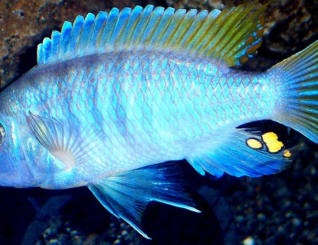 freshwater fish - metriaclima greshakei - ice blue red top zebra stocking in 55 gallons tank - Ice Blue-Metriaclima greshakei . Full grown Male at almost 6". He is one ornery fish! He fought my Yellow Lab male and is now the dominant fish in the tank. The Tank Boss. Father to two batches of fry so far. freshwater fish - metriaclima greshakei - ice blue red top zebra stocking in 55 gallons tank - Ice Blue-Metriaclima greshakei . Full grown Male at almost 6". He is one ornery fish! He fought my Yellow Lab male and is now the dominant fish in the tank. The Tank Boss. Father to two batches of fry so far.