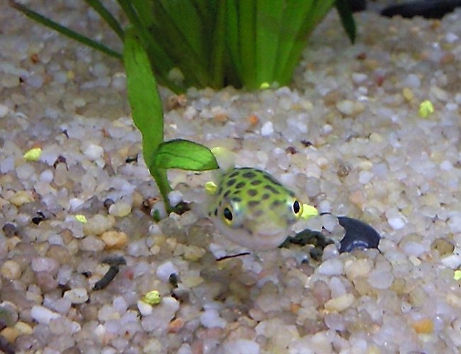 freshwater fish - tetraodon biocellatus - figure 8 puffer stocking in 35 gallons tank - spotted puffer fish freshwater fish - tetraodon biocellatus - figure 8 puffer stocking in 35 gallons tank - spotted puffer fish