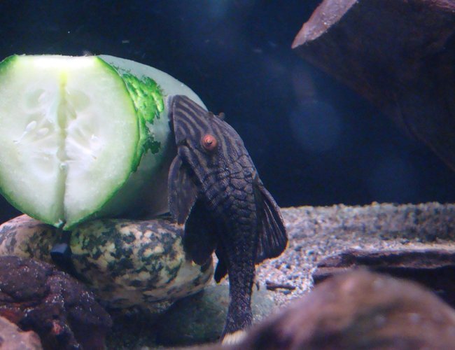 freshwater fish - panaque nigrolineatus - gold royal pleco (l-027) stocking in 45 gallons tank - royal pleco munchin on some cucumber. freshwater fish - panaque nigrolineatus - gold royal pleco (l-027) stocking in 45 gallons tank - royal pleco munchin on some cucumber.