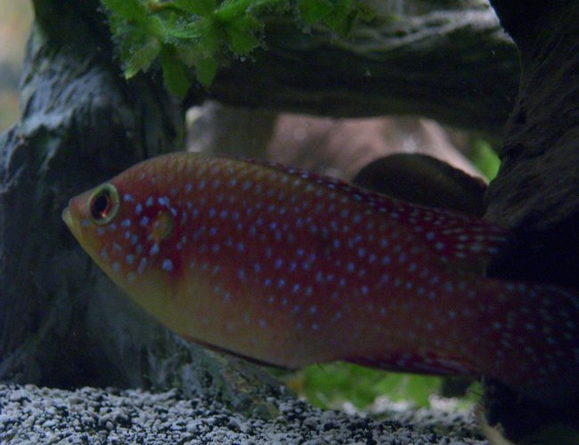freshwater fish - hemichromis lifalili - lifalili cichlid stocking in 150 gallons tank - Hemichromis Lifalili - Female freshwater fish - hemichromis lifalili - lifalili cichlid stocking in 150 gallons tank - Hemichromis Lifalili - Female