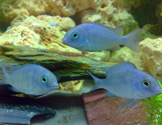 freshwater fish - cyrtocara moorii - blue dolphin cichlid stocking in 57 gallons tank - Cyrtocara Moorii
Malawi Blue Dolphin
My 2nd group of fish I have bought for my new tank. freshwater fish - cyrtocara moorii - blue dolphin cichlid stocking in 57 gallons tank - Cyrtocara Moorii
Malawi Blue Dolphin
My 2nd group of fish I have bought for my new tank.