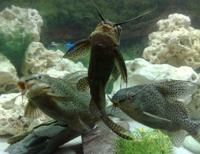 freshwater fish - synodontis eupterus - synodontis eupterus catfish stocking in 57 gallons tank - Synodontis Eupterus the first 3 fish that I got for this tank they were adopted as the owner did not want them! freshwater fish - synodontis eupterus - synodontis eupterus catfish stocking in 57 gallons tank - Synodontis Eupterus the first 3 fish that I got for this tank they were adopted as the owner did not want them!