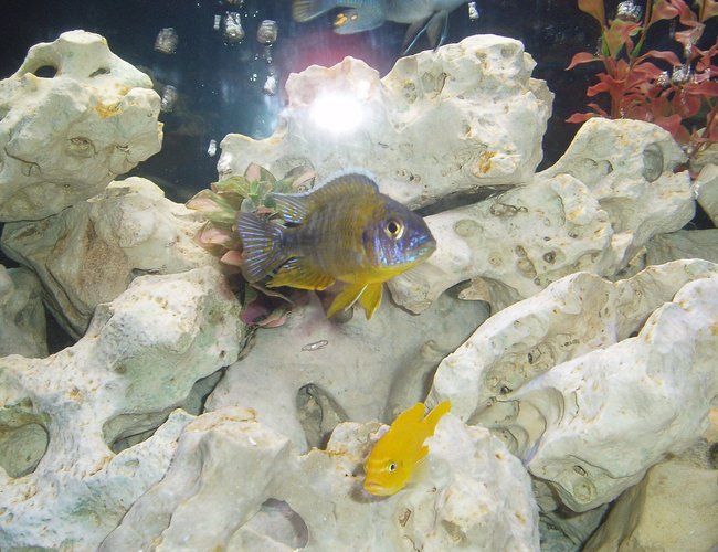 freshwater fish - aulonocara stuartgranti - maulana bicolor peacock stocking in 120 gallons tank - Bicolor Aulonocara freshwater fish - aulonocara stuartgranti - maulana bicolor peacock stocking in 120 gallons tank - Bicolor Aulonocara