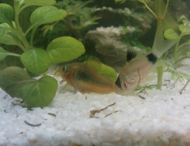 freshwater fish - corydoras panda - panda cory cat stocking in 10 gallons tank - .. freshwater fish - corydoras panda - panda cory cat stocking in 10 gallons tank - ..