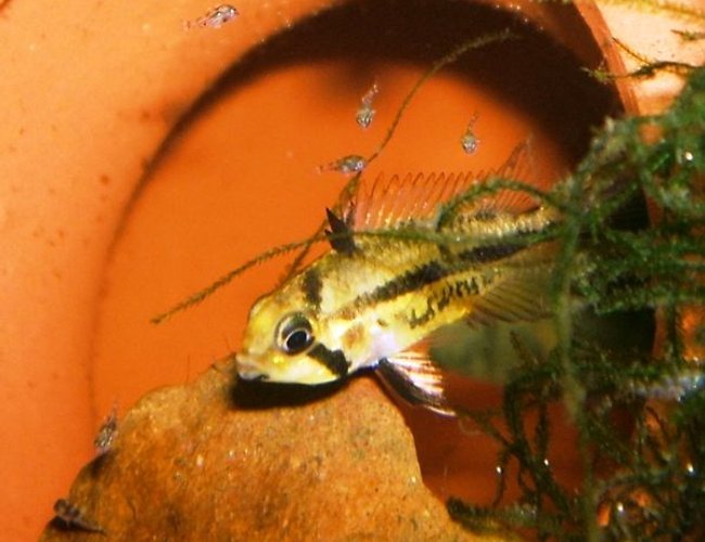 freshwater fish - apistogramma cacatuoides - orange cockatoo cichlid stocking in 320 gallons tank - Female Double Red Apistogramma Cacatuoides with 7 day old fry. freshwater fish - apistogramma cacatuoides - orange cockatoo cichlid stocking in 320 gallons tank - Female Double Red Apistogramma Cacatuoides with 7 day old fry.