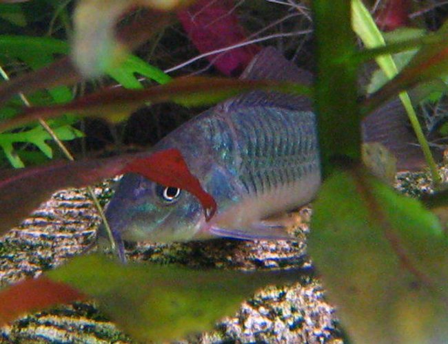 freshwater fish - brochis splendens - emerald green cory cat stocking in 32767 gallons tank - a Brochis splendens^^ freshwater fish - brochis splendens - emerald green cory cat stocking in 32767 gallons tank - a Brochis splendens^^