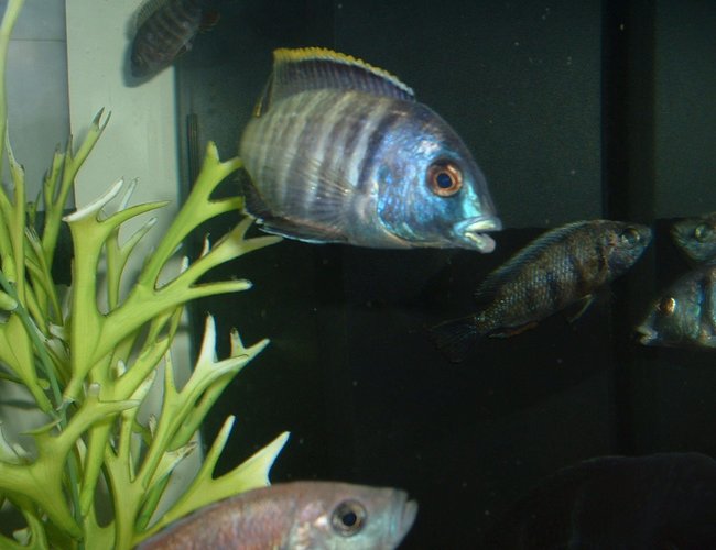 freshwater fish - placidochromis electra - deepwater hap stocking in 90 gallons tank - ELECTRA SHOWING OFF. freshwater fish - placidochromis electra - deepwater hap stocking in 90 gallons tank - ELECTRA SHOWING OFF.