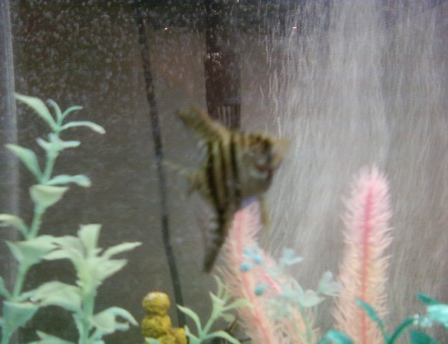 freshwater fish - pterophyllum scalare - half black angelfish stocking in 20 gallons tank - This is my bigger angel... Phone pic so not that great. This was him at 1.25 inches! He was sooo cute! freshwater fish - pterophyllum scalare - half black angelfish stocking in 20 gallons tank - This is my bigger angel... Phone pic so not that great. This was him at 1.25 inches! He was sooo cute!