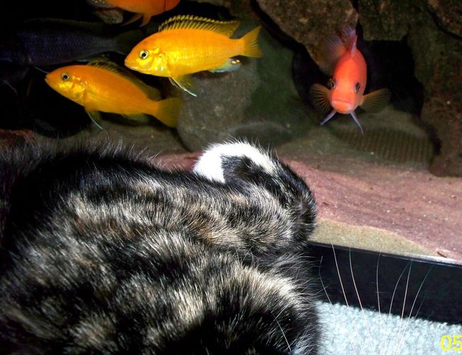 freshwater fish - pseudotropheus estherae - red zebra cichlid stocking in 55 gallons tank - Cat vs Fish. Every time my cat lays down next to the tank my Red Zebra male tries to scare her off by charging the glass and posturing at her. freshwater fish - pseudotropheus estherae - red zebra cichlid stocking in 55 gallons tank - Cat vs Fish. Every time my cat lays down next to the tank my Red Zebra male tries to scare her off by charging the glass and posturing at her.