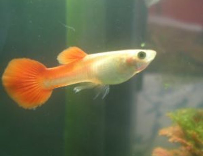 freshwater fish - poecilia reticulata - red fire guppy stocking in 10 gallons tank - This is my deceased Guppy Sunny...I miss you!! freshwater fish - poecilia reticulata - red fire guppy stocking in 10 gallons tank - This is my deceased Guppy Sunny...I miss you!!