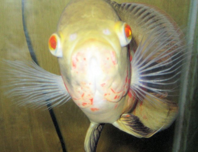 freshwater fish - astronotus ocellatus - albino oscar stocking in 150 gallons tank - A portrait of my 9 month old Albino Oscar. freshwater fish - astronotus ocellatus - albino oscar stocking in 150 gallons tank - A portrait of my 9 month old Albino Oscar.
