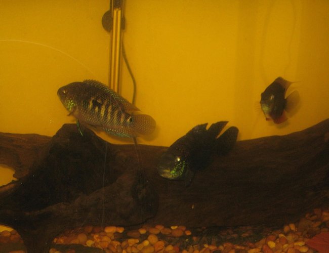 freshwater fish - thorichthys meeki - firemouth cichlid stocking in 75 gallons tank - another view freshwater fish - thorichthys meeki - firemouth cichlid stocking in 75 gallons tank - another view