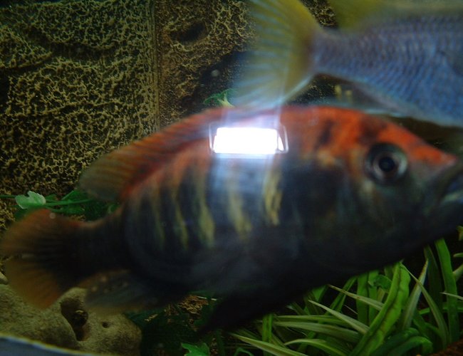 freshwater fish - nyererei hap - pundamilia nyererei stocking in 90 gallons tank - Pundamilia Nyreeri freshwater fish - nyererei hap - pundamilia nyererei stocking in 90 gallons tank - Pundamilia Nyreeri