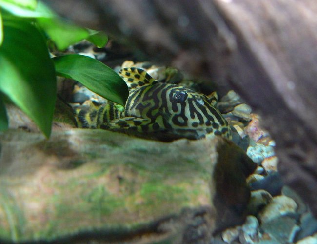 freshwater fish - peckoltia sp. - leopard frog pleco (l134) stocking in 55 gallons tank - my pleco L 134
Looks like a tiger in the forest freshwater fish - peckoltia sp. - leopard frog pleco (l134) stocking in 55 gallons tank - my pleco L 134
Looks like a tiger in the forest