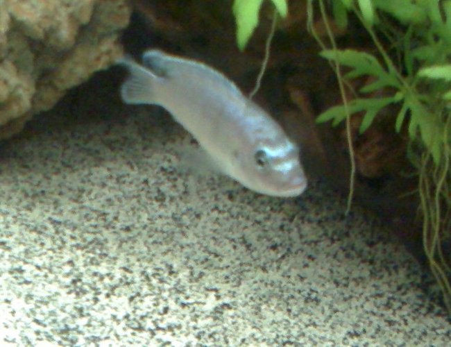 freshwater fish - theraps lentiginosus - big blue cichlid stocking in 65 gallons tank - Big Blue freshwater fish - theraps lentiginosus - big blue cichlid stocking in 65 gallons tank - Big Blue