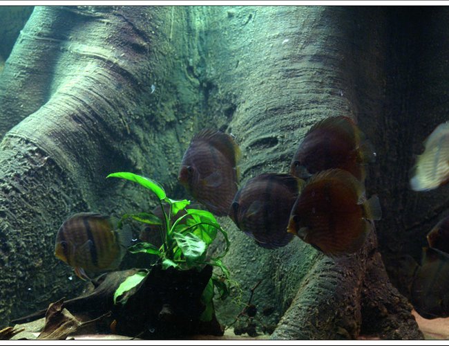 freshwater fish - symphysodon discus - heckel discus stocking in 187 gallons tank - Heckel in night light freshwater fish - symphysodon discus - heckel discus stocking in 187 gallons tank - Heckel in night light
