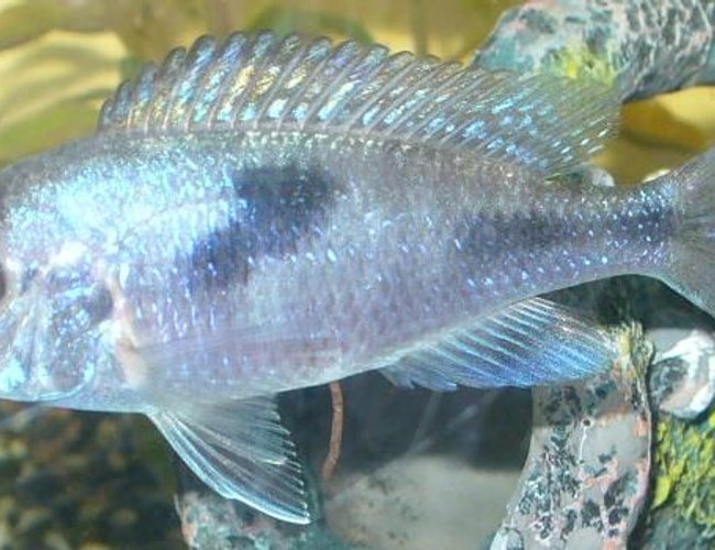 freshwater fish - cyrtocara moorii - blue dolphin cichlid stocking in 100 gallons tank - Blue Dolphin. Love the colour in them freshwater fish - cyrtocara moorii - blue dolphin cichlid stocking in 100 gallons tank - Blue Dolphin. Love the colour in them